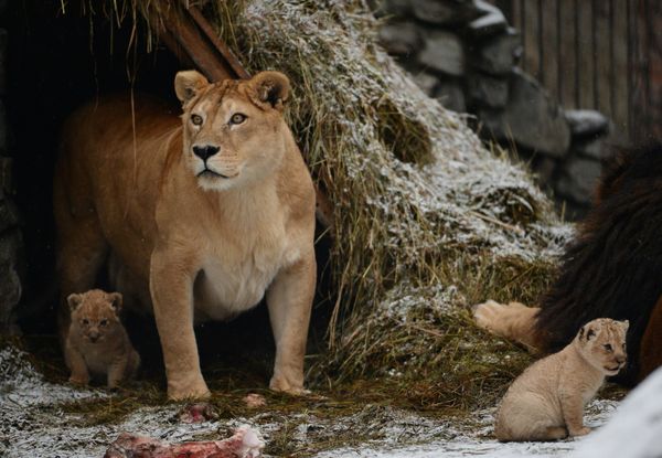 A lion and lioness reveal their two cubs to the public at the Novosibirsk zoo. - Sputnik International