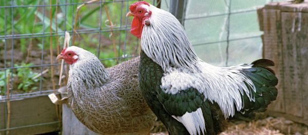 The bird flu has been detected in one of the farms in a small town to the east of the Hague. - Sputnik International