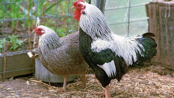 The bird flu has been detected in one of the farms in a small town to the east of the Hague. - Sputnik International