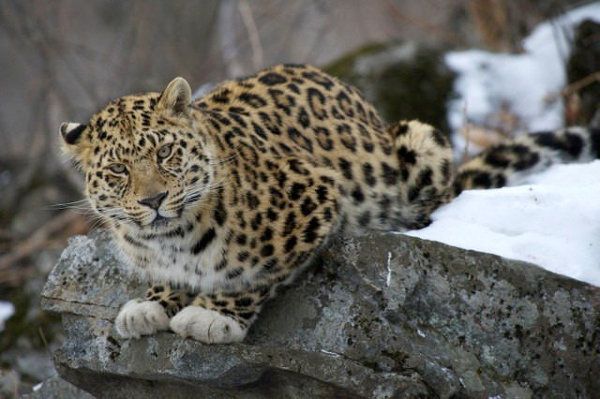 World’s Rarest and Most Beautiful Feline - Sputnik International