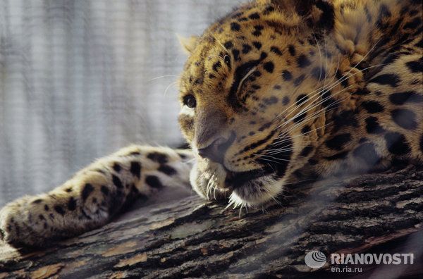 World’s Rarest and Most Beautiful Feline - Sputnik International