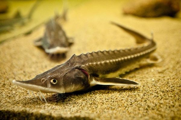 Black-caviar-producing sturgeon - Sputnik International
