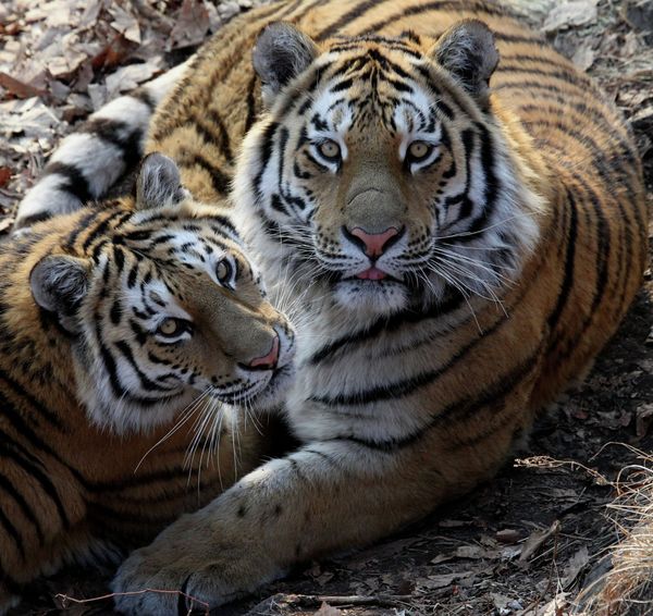 World’s Rarest and Most Beautiful Feline - Sputnik International