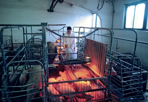 Local authorities have declared a state of emergency and enacted a pig quarantine after an outbreak of African swine fever - Sputnik International