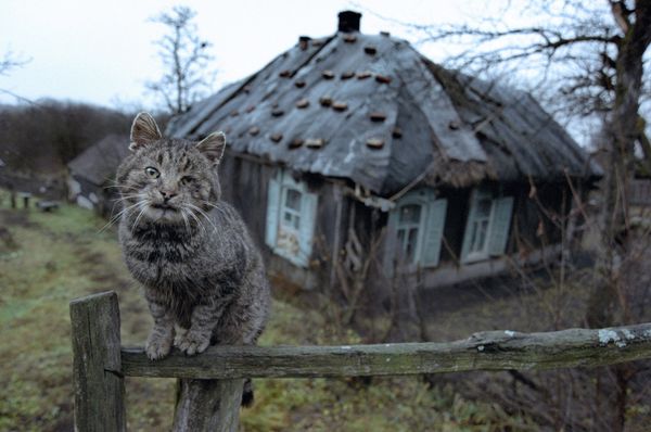 Cat saves Russian man from burning house - Sputnik International