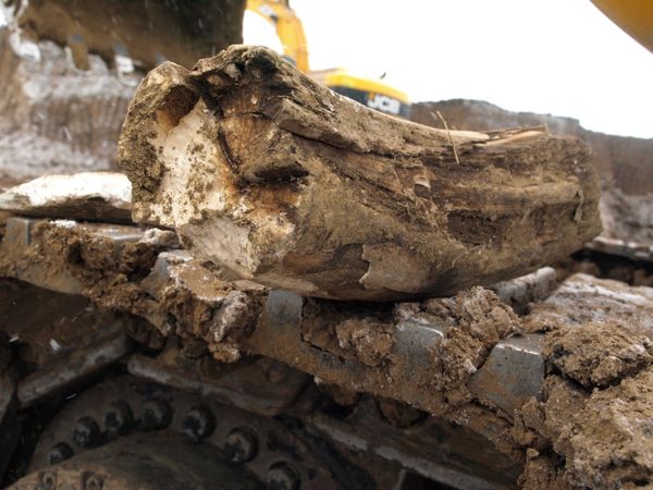 Scientists found a great number of animal bones, including tusks and spinal bones allegedly belonging to a mammoth - Sputnik International