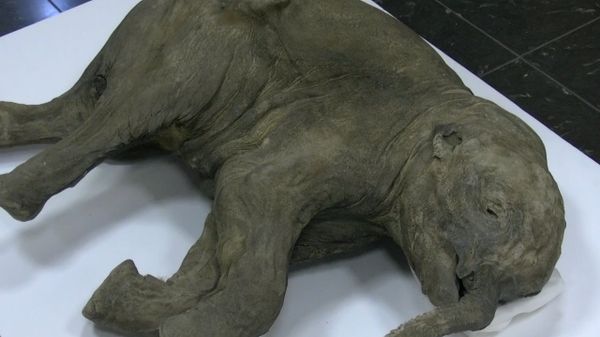Baby Mammoth Lyuba Heads Home - Sputnik International