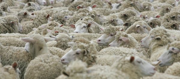 Sheep Sheep - Sputnik International