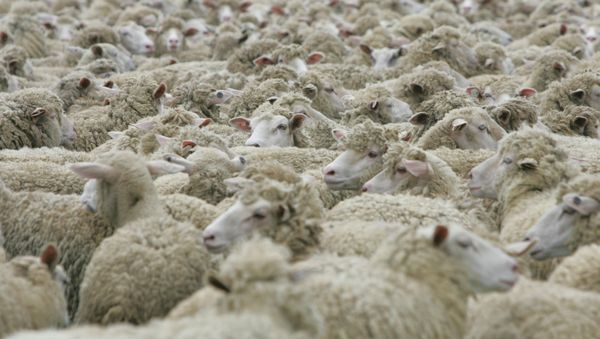 The legendary monster chupacabra was blamed for the recent inexplicable death of 60 sheep - Sputnik International