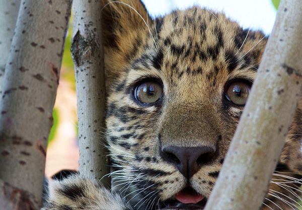 Amur leopard - Sputnik International
