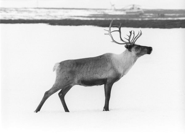 Reindeer - Sputnik International
