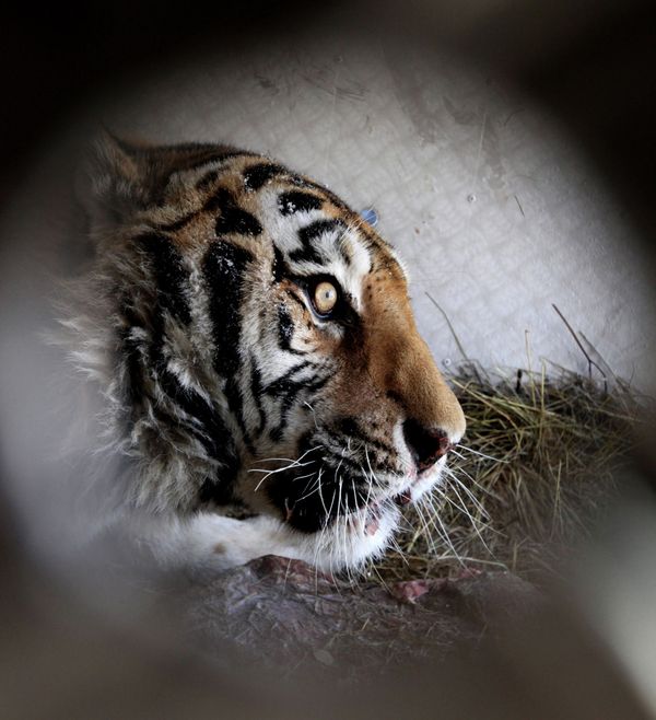 Amur tiger - Sputnik International