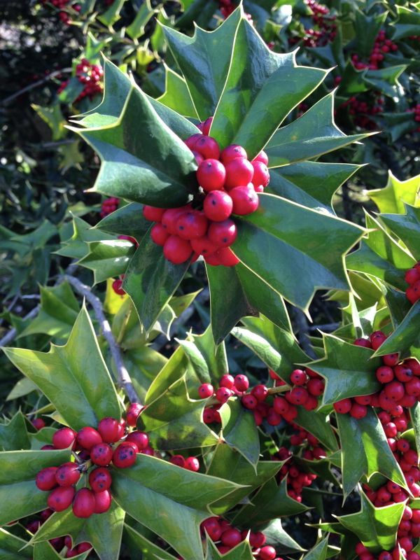 Chinese holly growing in the arboretum. Chinese and Japanese species are some of the most successful plants in the arboretum.  - Sputnik International