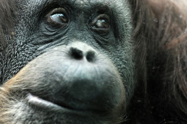 The Best Portraits of Moscow Zoo’s Inhabitants - Sputnik International