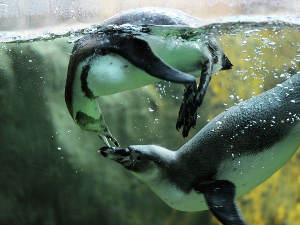The Best Portraits of Moscow Zoo’s Inhabitants - Sputnik International