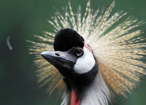 The Best Portraits of Moscow Zoo’s InhabitantsThe Best Portraits of Moscow Zoo’s Inhabitants - Sputnik International