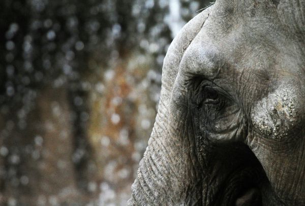 The Best Portraits of Moscow Zoo’s Inhabitants - Sputnik International