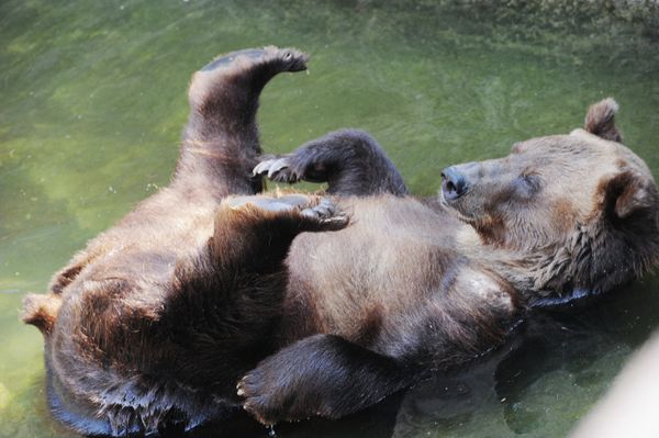 The Best Portraits of Moscow Zoo’s Inhabitants - Sputnik International