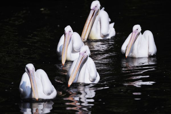 The Best Portraits of Moscow Zoo’s Inhabitants - Sputnik International