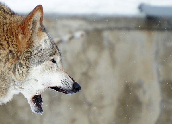 The Best Portraits of Moscow Zoo’s Inhabitants - Sputnik International