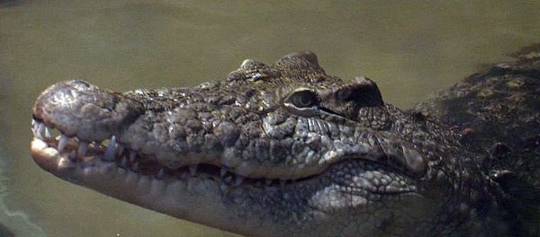 Animal attractions in Sochi: Yo-Yo the Crocodile, lemurs and marmosets - Sputnik International