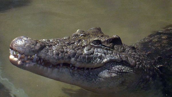 Animal attractions in Sochi: Yo-Yo the Crocodile, lemurs and marmosets - Sputnik International