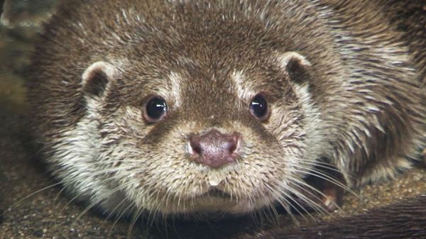 Harry the Otter Predicts Olympic Wins in Sochi - Sputnik International