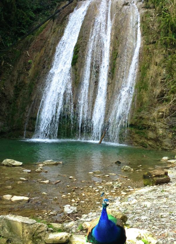 A pet peacock in front of a waterfall on Shakhe River. Tourists can take a picture with it for 100 rubles ($3) - Sputnik International