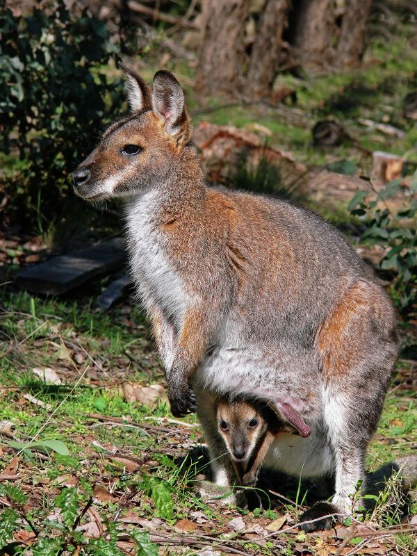 Wallaby (archive photo) - Sputnik International