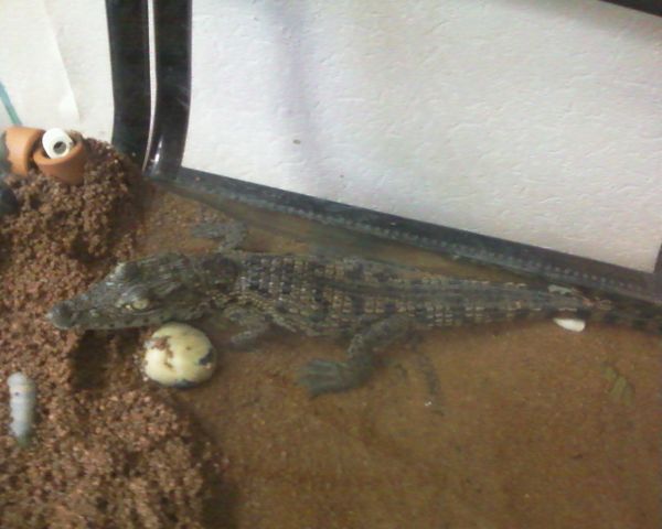 Street Cleaners Find Baby African Crocodile in St. Petersburg - Sputnik International