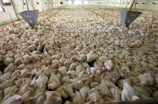 Poultry (archive photo) - Sputnik International
