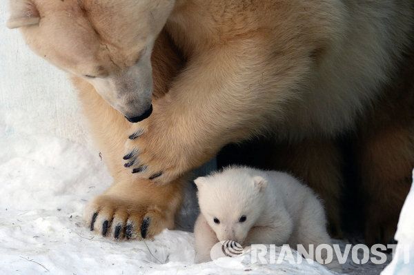 Baby Polar Bear Poses for Photos in Novosibirsk - Sputnik International