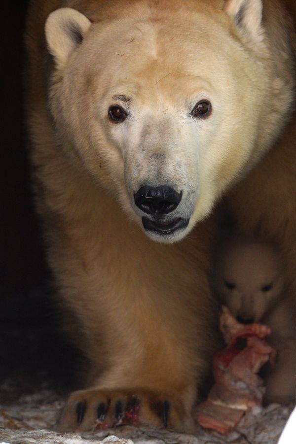 Baby Polar Bear Poses for Photos in Novosibirsk - Sputnik International