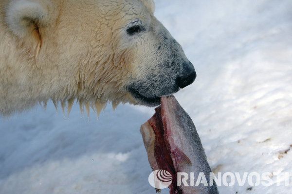 Baby Polar Bear Poses for Photos in Novosibirsk - Sputnik International