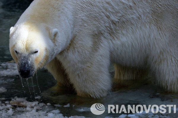 Baby Polar Bear Poses for Photos in Novosibirsk - Sputnik International