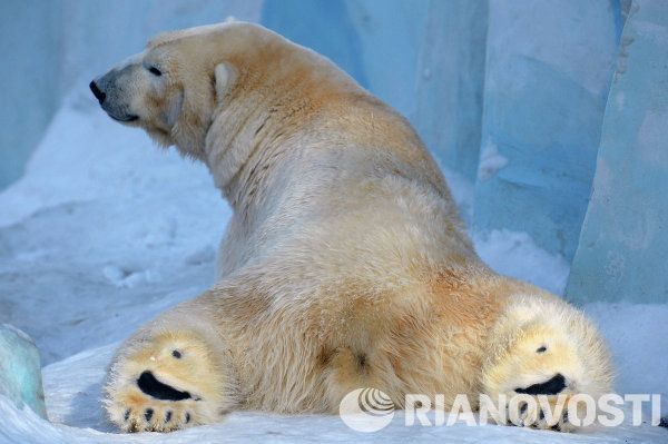 Baby Polar Bear Poses for Photos in Novosibirsk - Sputnik International