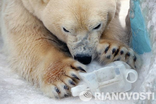 Baby Polar Bear Poses for Photos in Novosibirsk - Sputnik International