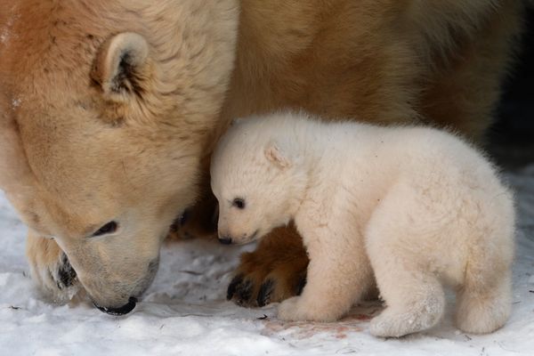 Baby Polar Bear Poses for Photos in Novosibirsk - Sputnik International