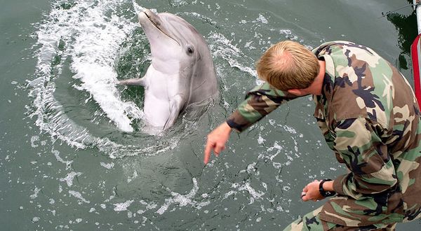 The Russian Defense Ministry has assumed full administrative control over the Crimean State Oceanarium, which carries out a comprehensive combat dolphin training program. - Sputnik International