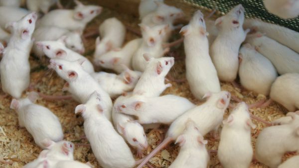 Lab mice - Sputnik International