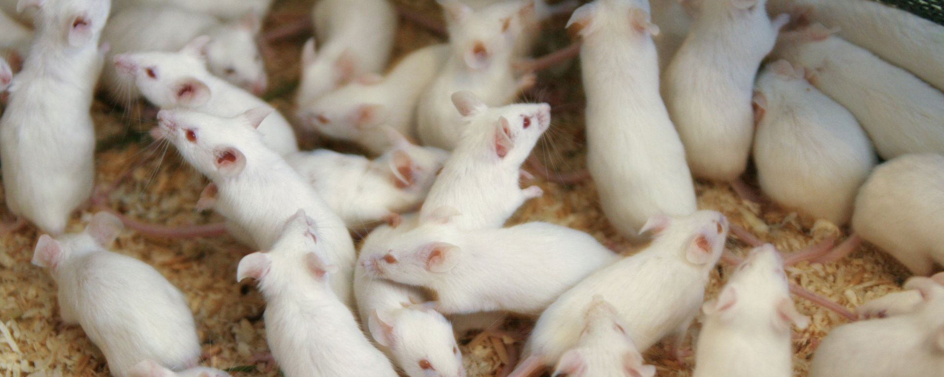Lab mice Lab mice - Sputnik International, 1920, 25.12.2022