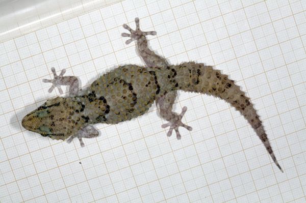 Gecko - Sputnik International