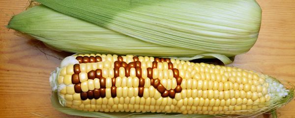 Genetically Modified Foods - Sputnik International