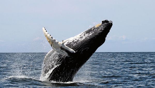 A humback whale, one of the larger rorqual species - Sputnik International