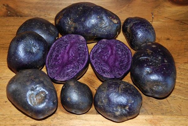 Belorussian scientists have developed new types of traditional local bulbs with colored flesh, but the quality of the new blue, pink and purple breeds will be no different than that of the common white-yellow ones - Sputnik International