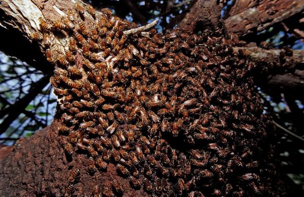A 60 percent decline in the number of bumblebees in Scotland over the past 50 years has prompted calls by politicians and wildlife groups for a ban on certain pesticides thought to be responsible for the fall in numbers. - Sputnik International