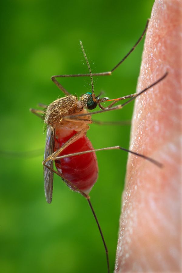 Genetically modified mosquitos will be used to fight Dengue fever - Sputnik International