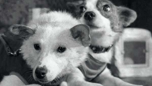 Belka and Strelka: Canine space explorers - Sputnik International