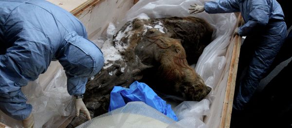 The International Collective Users’ Center of Molecular Paleontology where scientists can research wolly mammoths will open in Russia. Photo: Paleontological exhibition of Yuka Mammoth opens in Vladivostok - Sputnik International