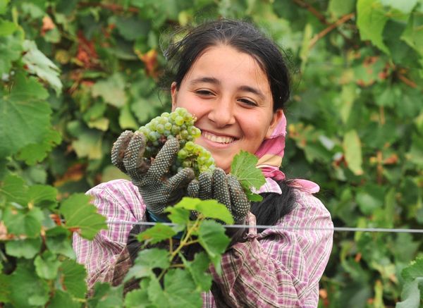 The new Crimean development strategy for wine-growing and wine-making provides for vineyards’ extension and increase in production volumes - Sputnik International